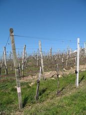 Weil am Rhein Weiler Weinweg 026.jpg